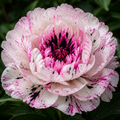 Bulbi de Bujor - Paeonia Ebon Rose