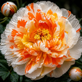 Bulbi de Bujor - Paeonia Clementis