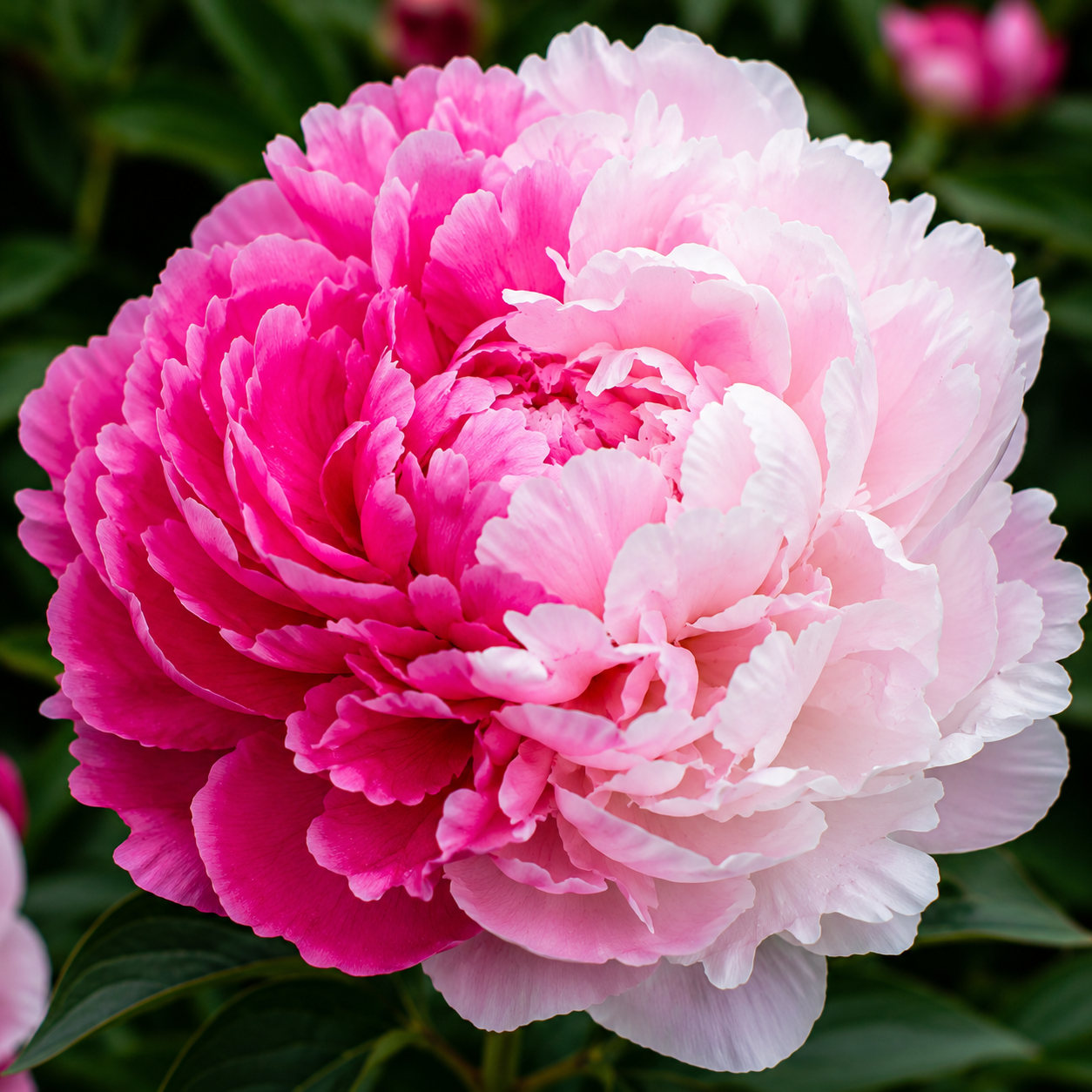 Bulbi de Bujori - Paeonia Rosalie