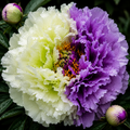 Bulbi de Bujori - Paeonia Spring Charm