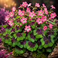 10 Bulbi de Oxalis "Deppei Iron Cross" - Trifoi Ornamental