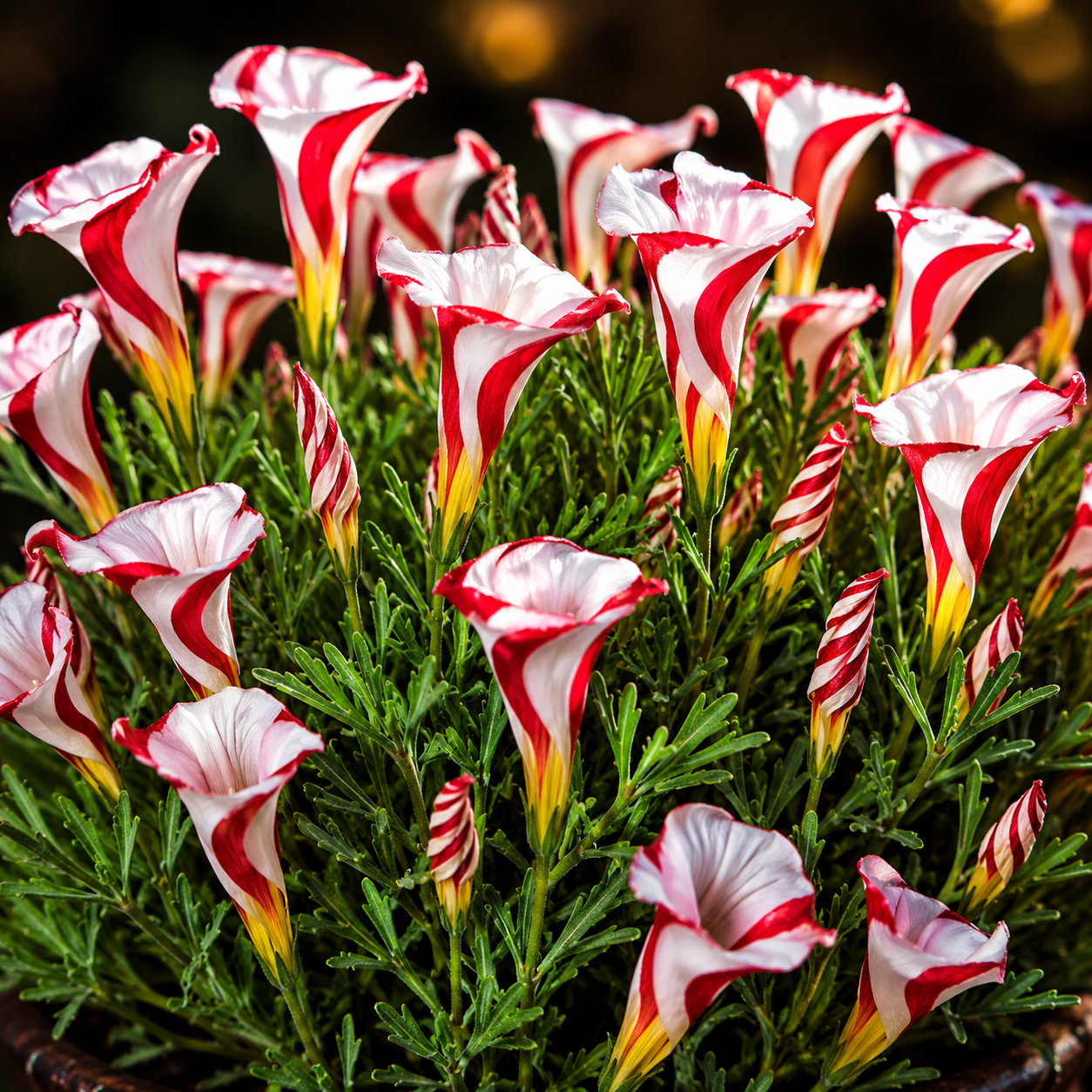 10 Bulbi de Oxalis "Versicolor" - Trifoi Ornamental