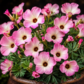 10 Bulbi de Oxalis "Adenophylla" - Trifoi Ornamental