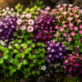 Mix Premium 100 Bulbi de Oxalis - Trifoi Ornamental