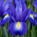 5 Bulbi de Iris Hollandica "Blue Ribbon"