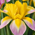 5 Bulbi de Iris Hollandica "Golden Harvest"