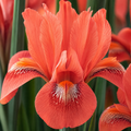 5 Bulbi de Iris Hollandica "Glow"