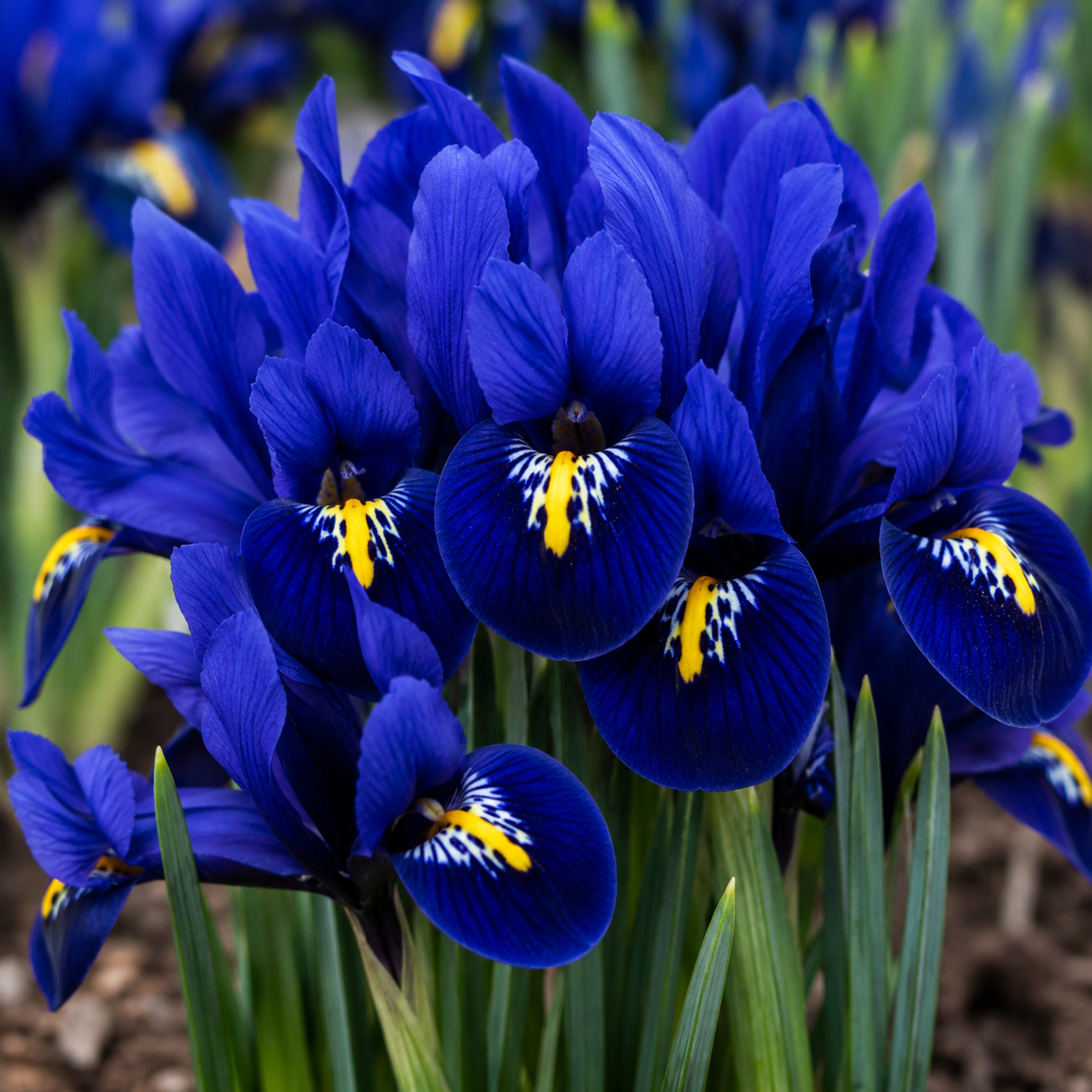 5 Bulbi de Iris Hollandica "Blue Magic"