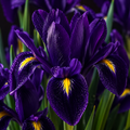 5 Bulbi de Iris Hollandica "Purple Sensation"