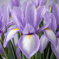 5 Bulbi de Iris Hollandica "Casablanca"