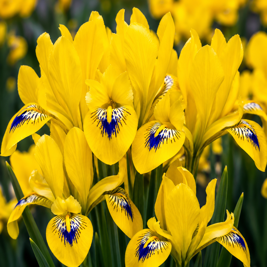 5 Bulbi de Iris Hollandica "Yellow Emperor"