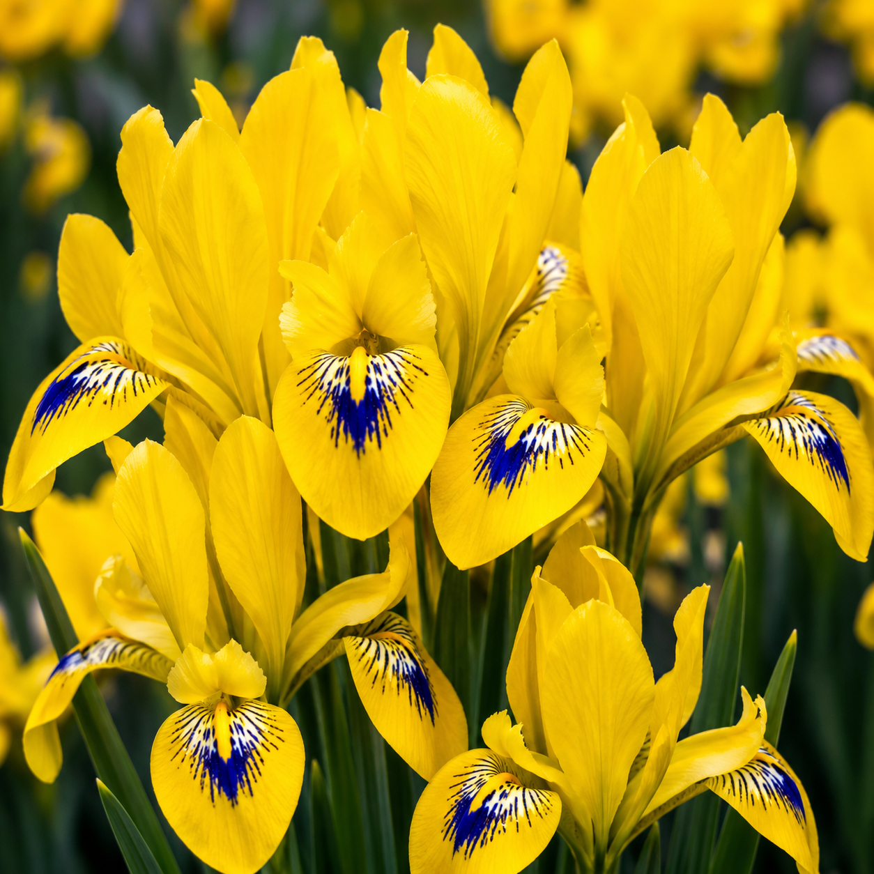 5 Bulbi de Iris Hollandica "Yellow Emperor"
