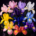 MIX Special 50 Bulbi Iris Hollandica