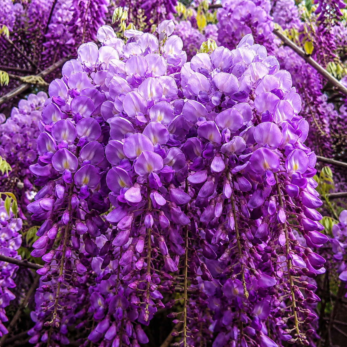 Glicină Wisteria ''Lawrence''