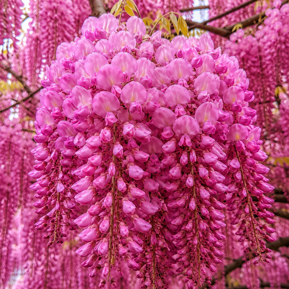 Glicină Wisteria "Pretty In Pink"