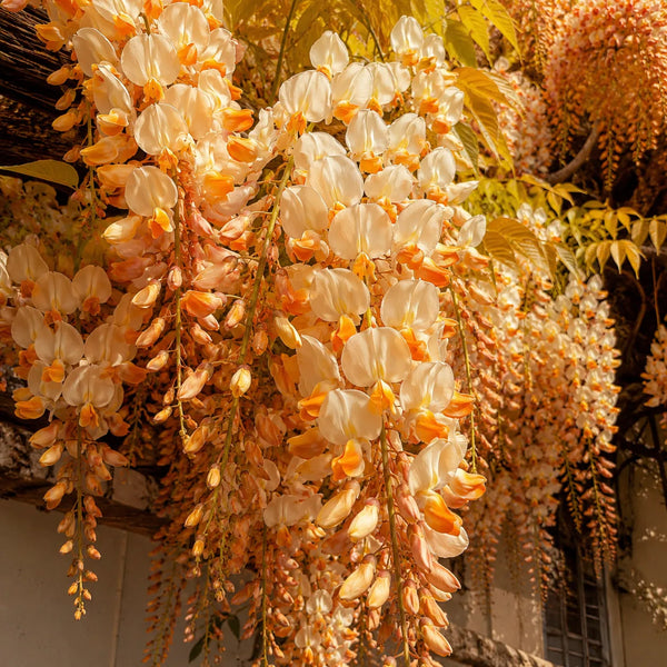 Glicină Wisteria Kinari