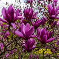 Magnolia "Nigra" la Ghiveci