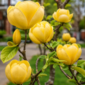 Magnolia "Yellow Bird", la Ghiveci