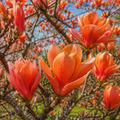 Magnolia "Caerhays Surprise" la Ghiveci