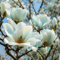 Magnolia "Yulan" la Ghiveci