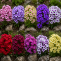 Pachet Mixt 20 Bulbi de Brumărele - Phlox