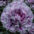 Bulbi Bujori - Paeonia Hibrid Silver Lora