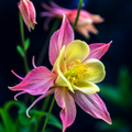 2 Bulbi de Căldărușe - Pastel Rosy