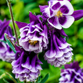 2 Bulbi de Căldărușe - Double Purple