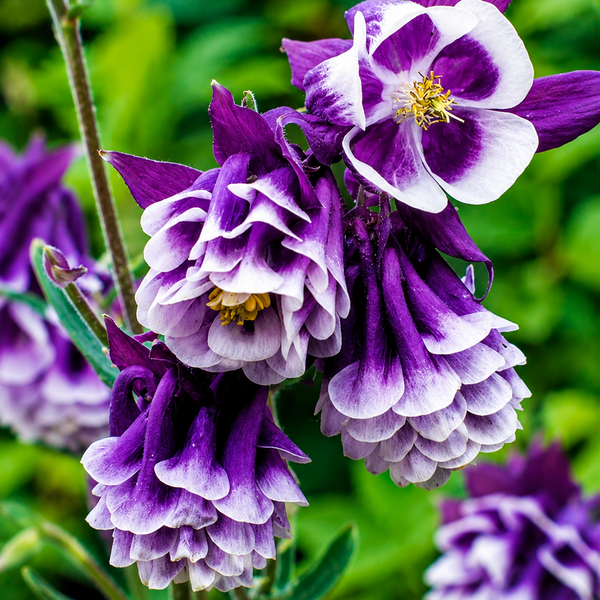 2 Bulbi de Căldărușe - Double Purple