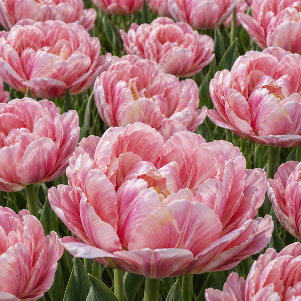 Bulbi Lalele - Pink Peony - 5 Bucăți