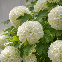 Viburnum - Bulgărele de Zăpadă - Opulus Sterile