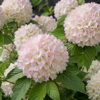 Viburnum - Bulgărele de Zăpadă - Magical Spring Glory