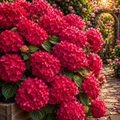 Hortensia Macrophylla "Miss Hepburn" la Ghiveci 10 L