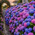 Hortensia Macrophylla "Hydrangea Blue", la Ghiveci de 30L