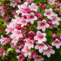 Iasomie "Philadelphus Rosace" la Ghiveci