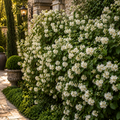 Iasomie de Gradină "Philadelphus Coronarius" la Ghiveci