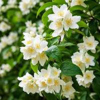 Iasomie de Gradină "Philadelphus Coronarius" la Ghiveci