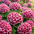 Hortensia Macrophylla Bicolor "Camilla"
