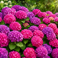 Hortensia Macrophylla "Early Pink" la Ghiveci 10 L