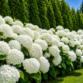 Hortensia Macrophylla "Wudu"