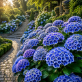 Hortensia Bicolor "Bavaria" la Ghiveci 10 L