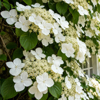 Hortensie Cățărătoare Hydrangea Petiolaris