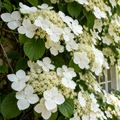 Hortensie Cățărătoare "Hydrangea Petiolaris"