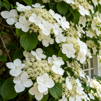 Hortensie Cățărătoare "Hydrangea Petiolaris"
