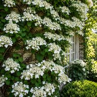 Hortensie Cățărătoare "Hydrangea Petiolaris"