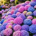 Hortensia Macrophylla "Hamburg" la Ghiveci 10 L