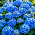 Hortensia Macrophylla "Bodensee"