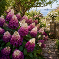 Hortensia Paniculata "Tricolor Blush"