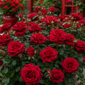 Trandafir Tufă "Scarlet"