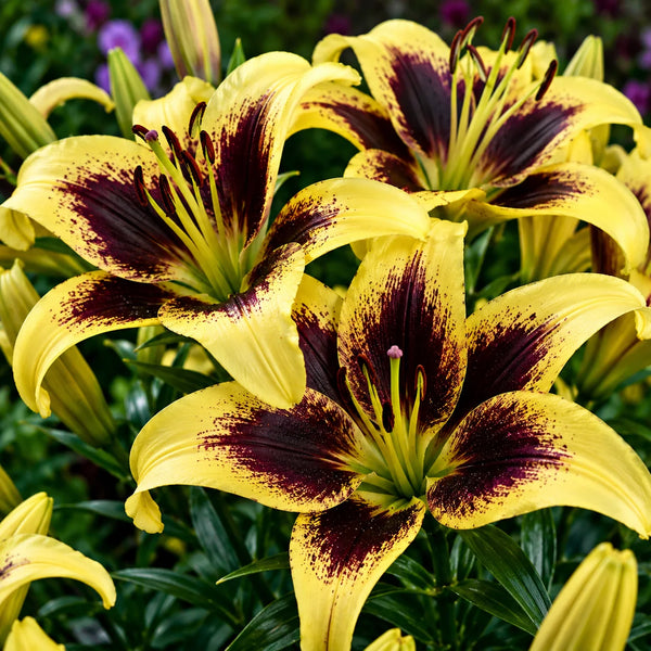 Bulbi de Crini Lilium Pieton